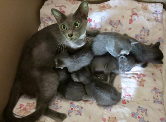 Kittens at 3 weeks